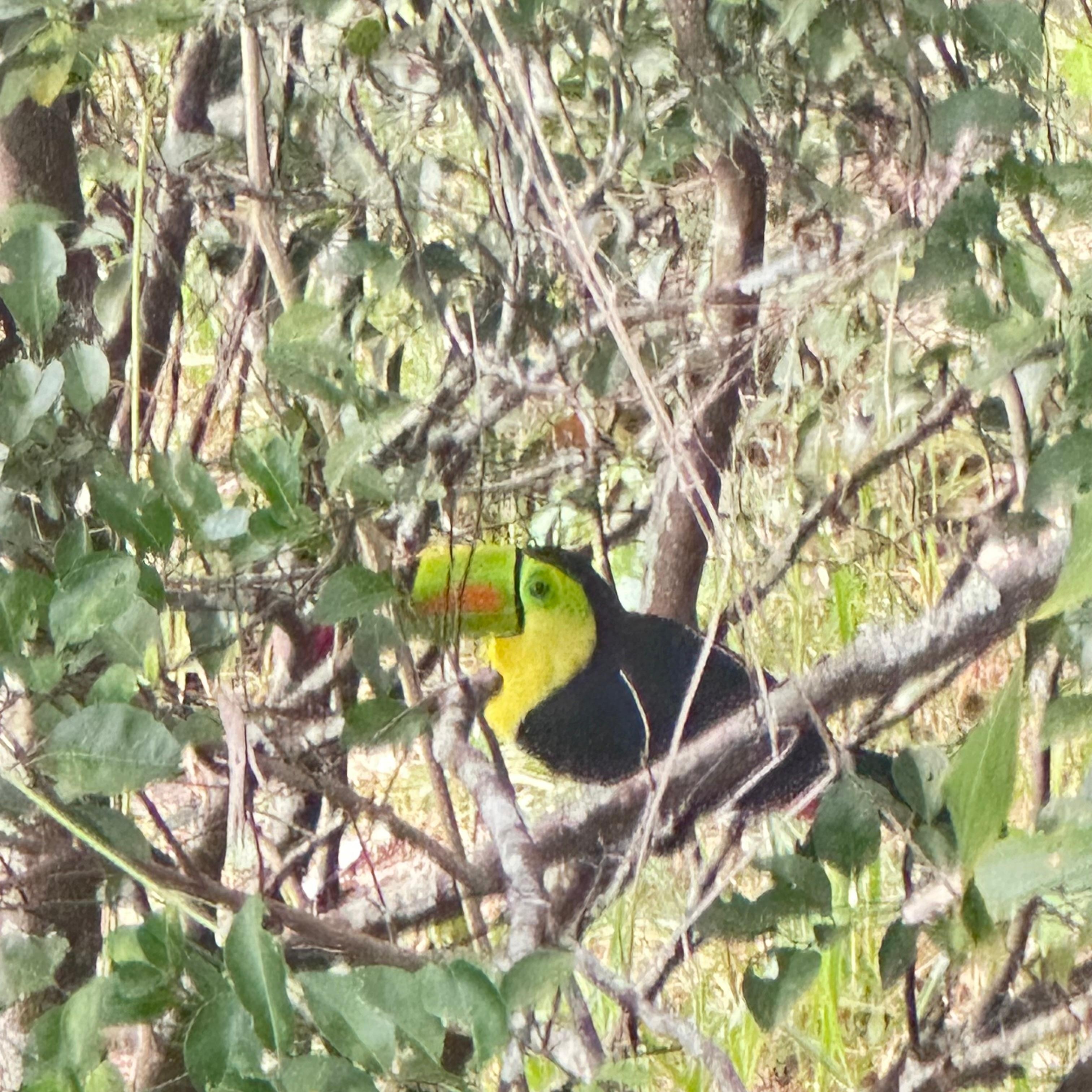 The neighbourhood  toucan. 