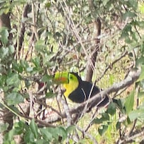 The neighbourhood toucan.