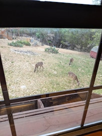 Deer outside kitchen window!
