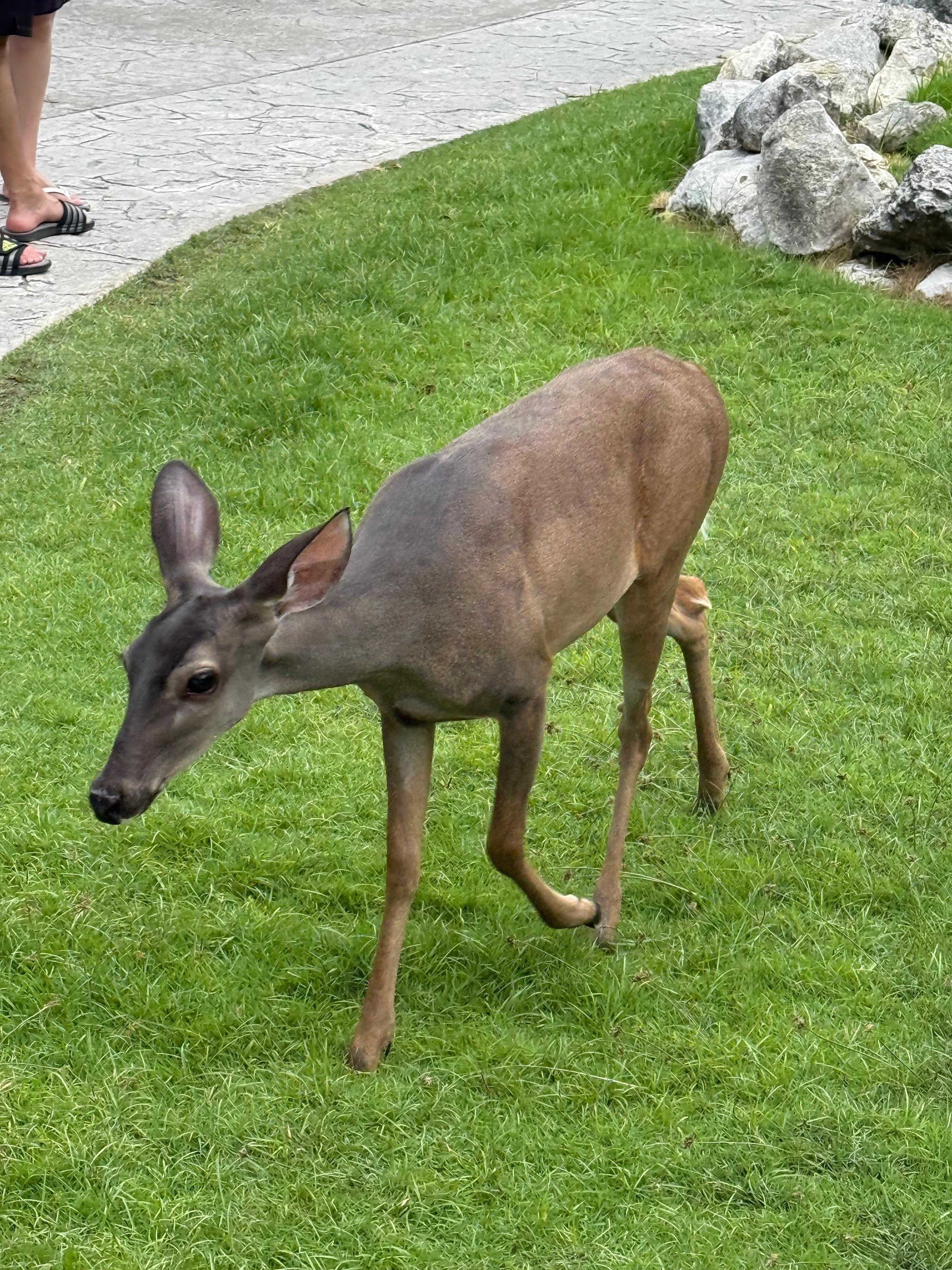 Deer