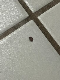 Dead bed bugs 3rd floor