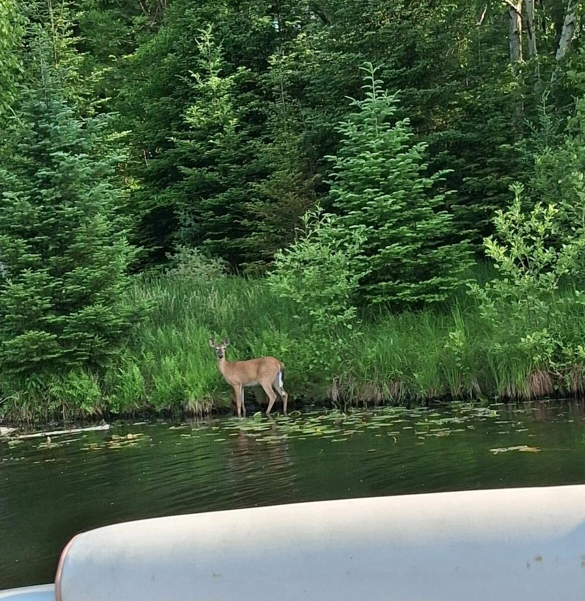 Just a deer on one our many cruises 