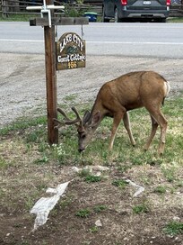 Deer grazing in front yard.