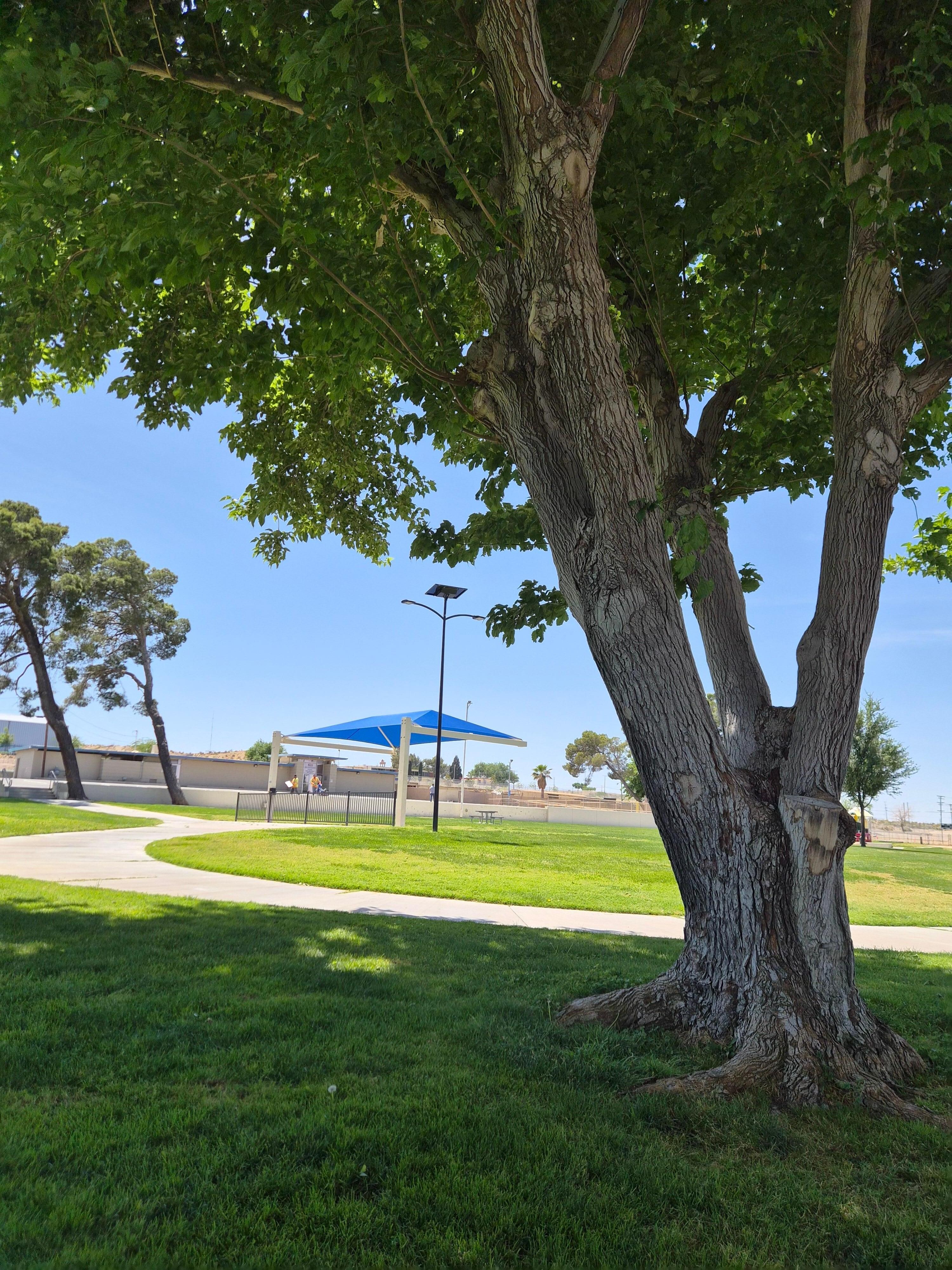 Shade and grass and lots of room. 