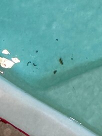 This was an hour or so after I cleaned the pool they were back.