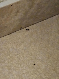 roaches roaming around the sink and bathroom area