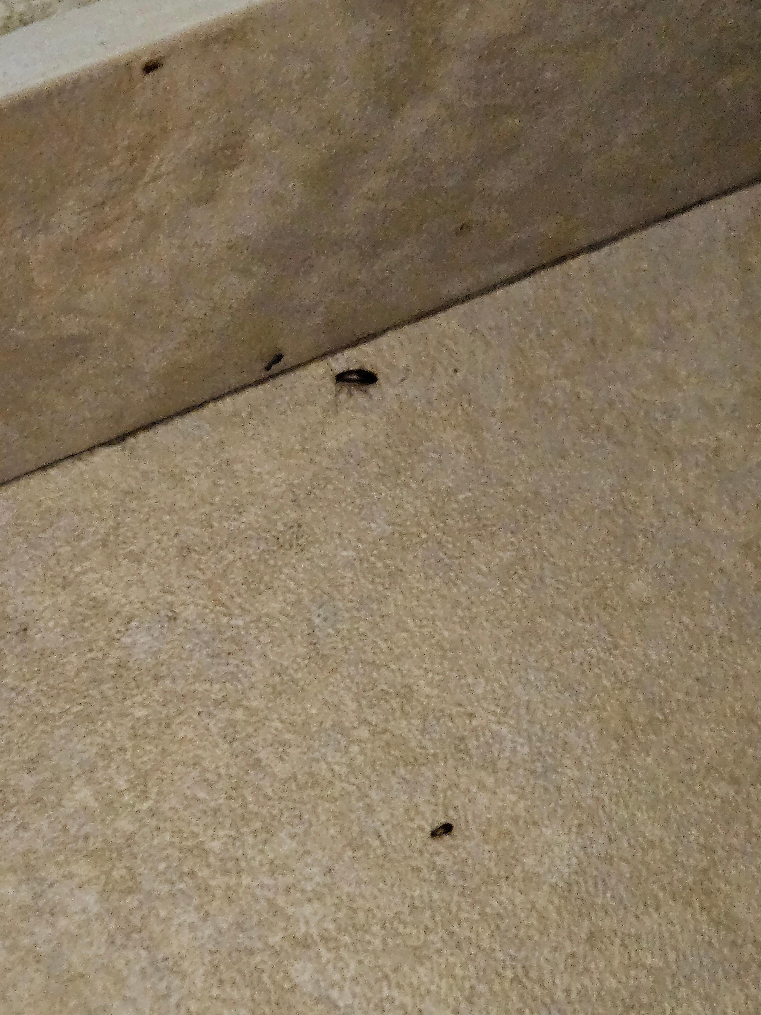 roaches roaming around the sink and bathroom area