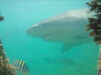 Shark cage adventure at bimini big game marina!