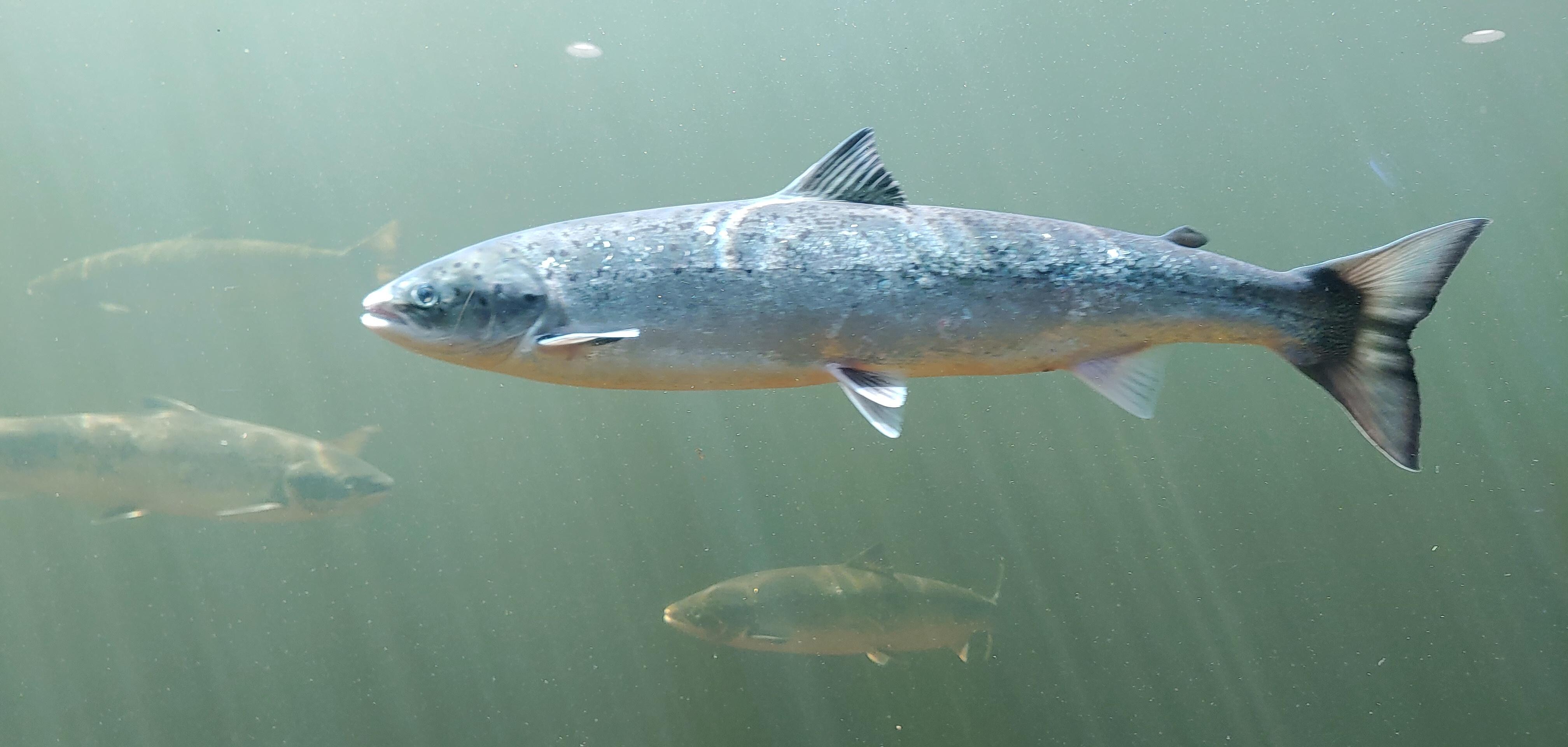 Salmon centre 10 minute drive