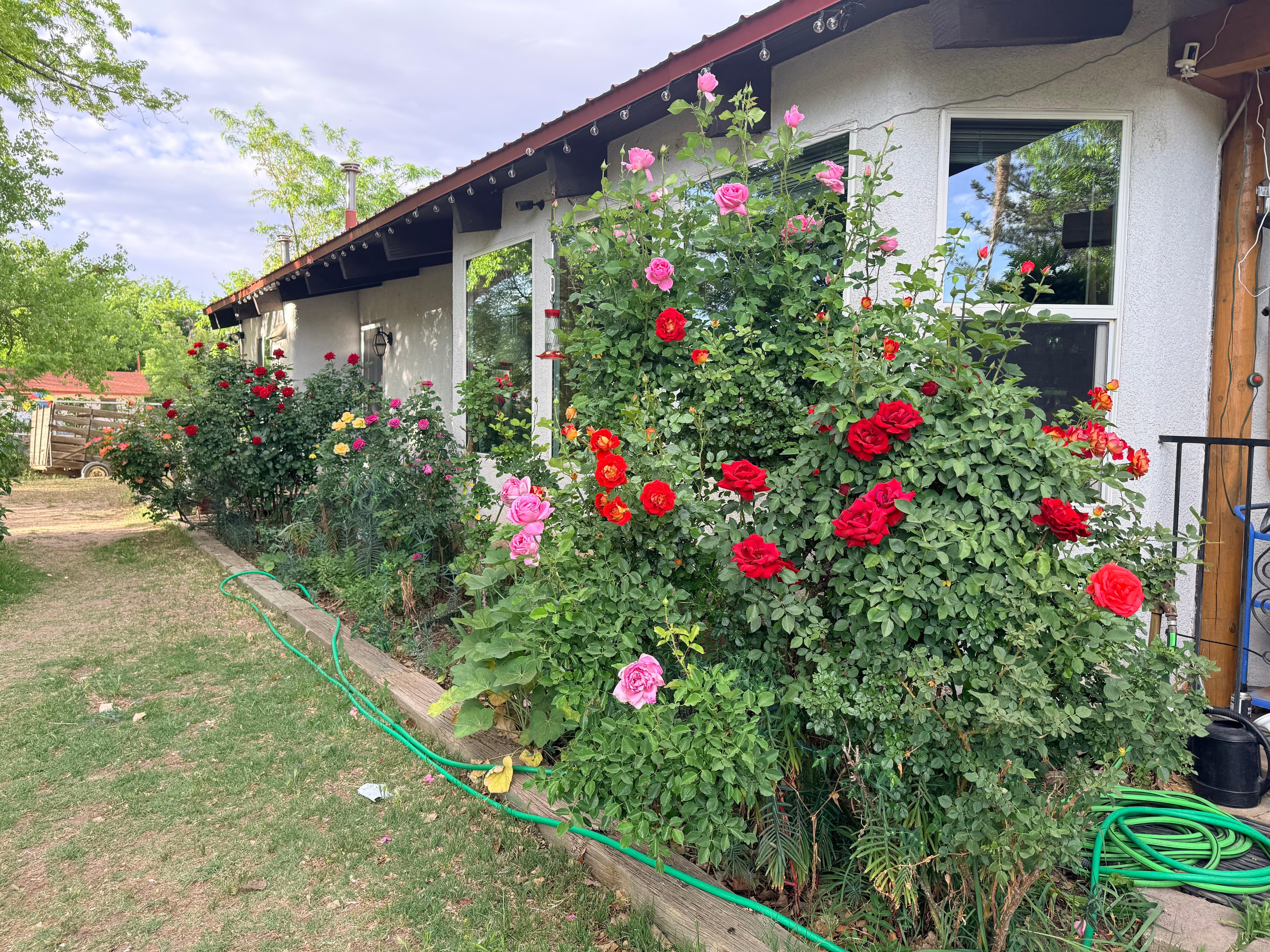 So many beautiful roses! 