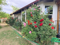 So many beautiful roses!