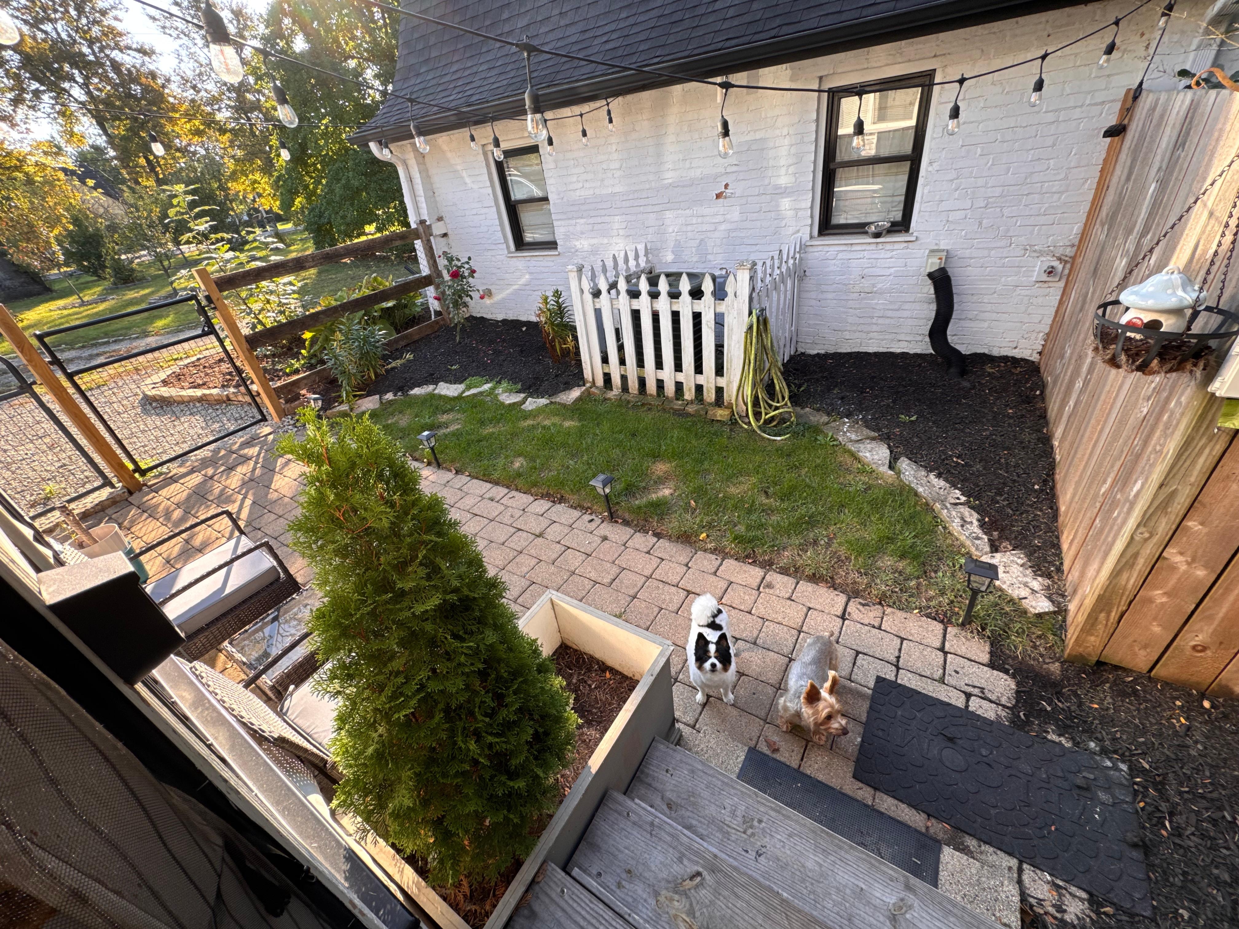 Perfect sized yard for my two little pups!! 