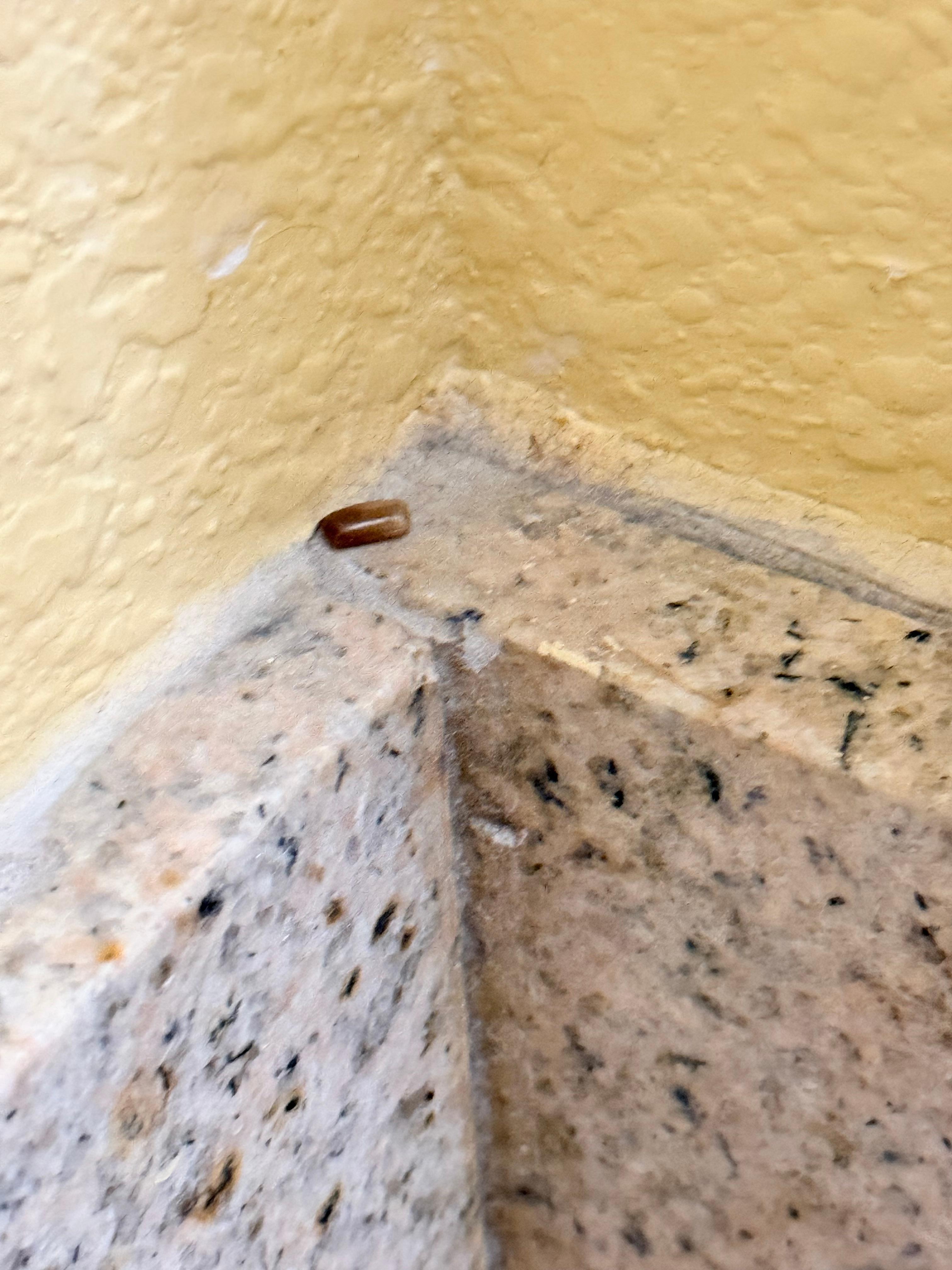 A hatched roach egg in the bathroom