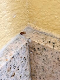 A hatched roach egg in the bathroom