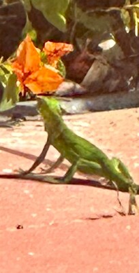 Lizard on the walkway