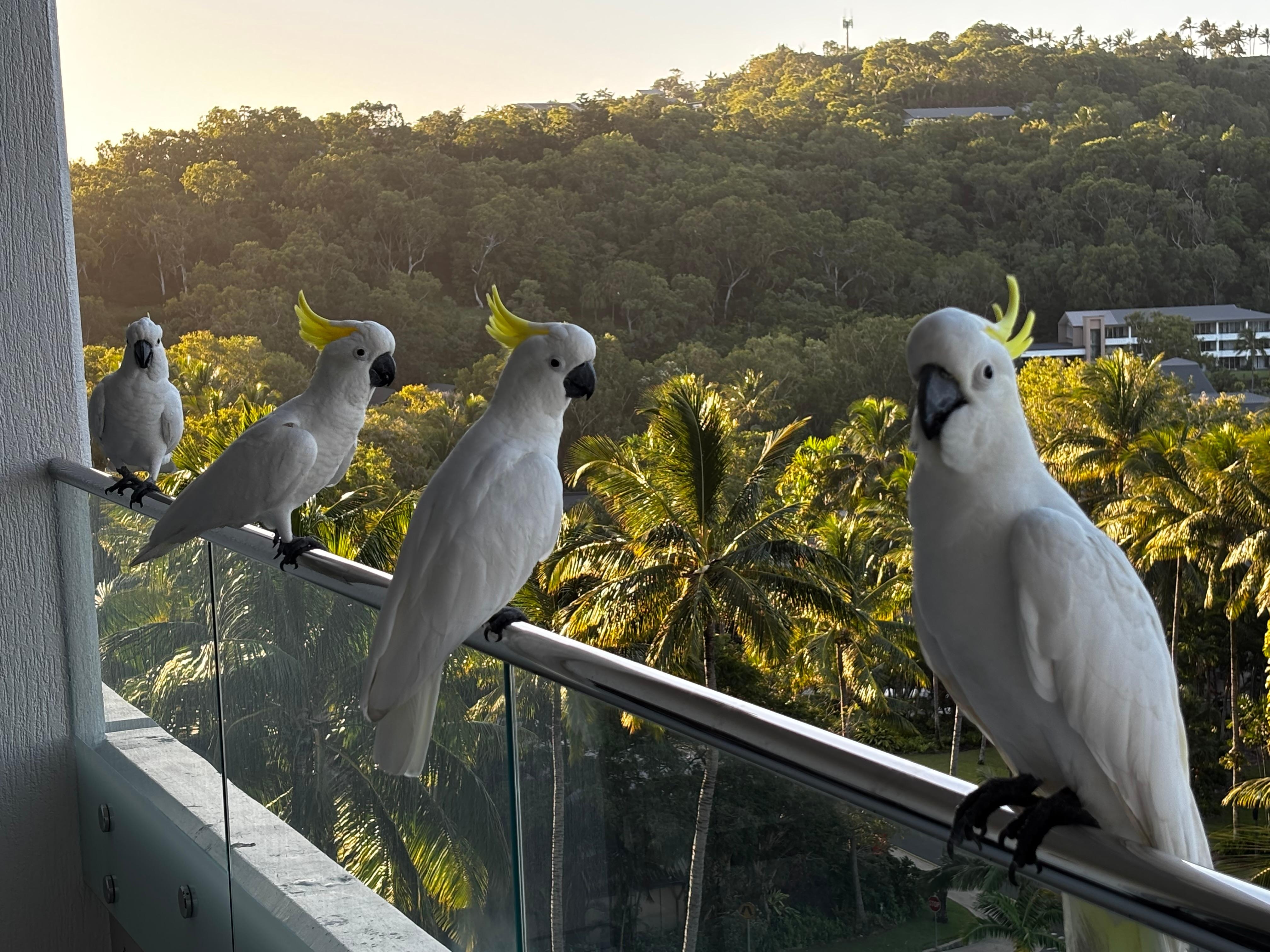 Birds! Keep your doors shut. 