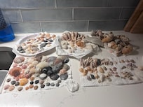 Fantastic beach for shell searching!