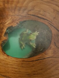 Ein kleiner Frosch im Waschtisch