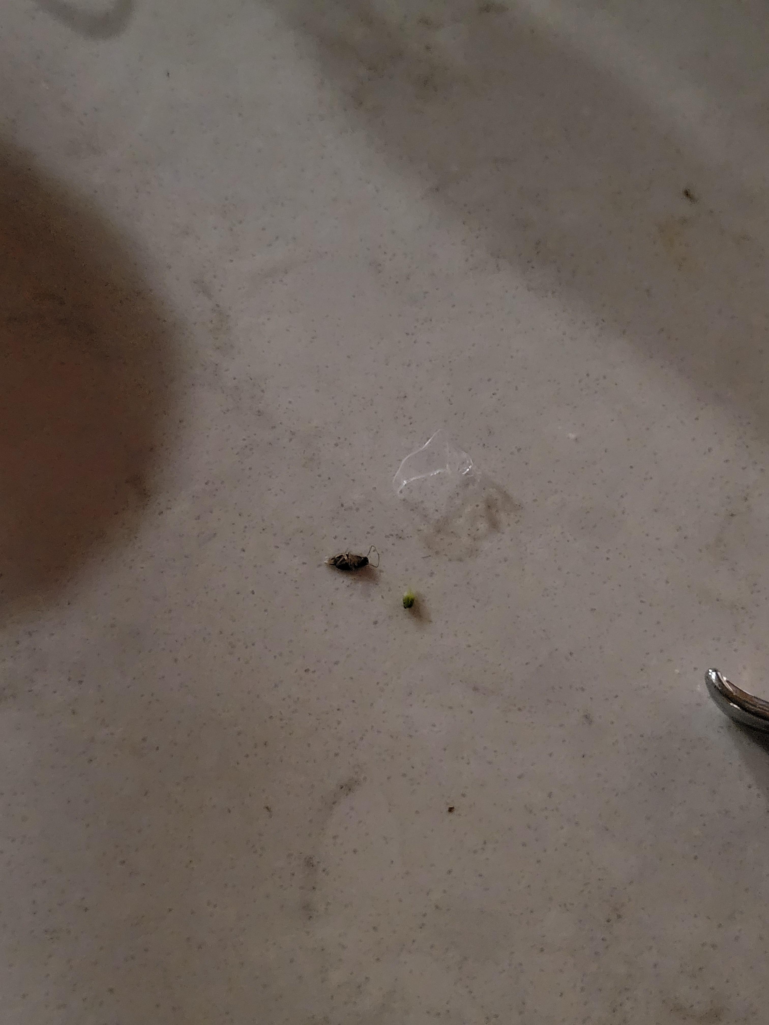 Roaches in the kitchen 