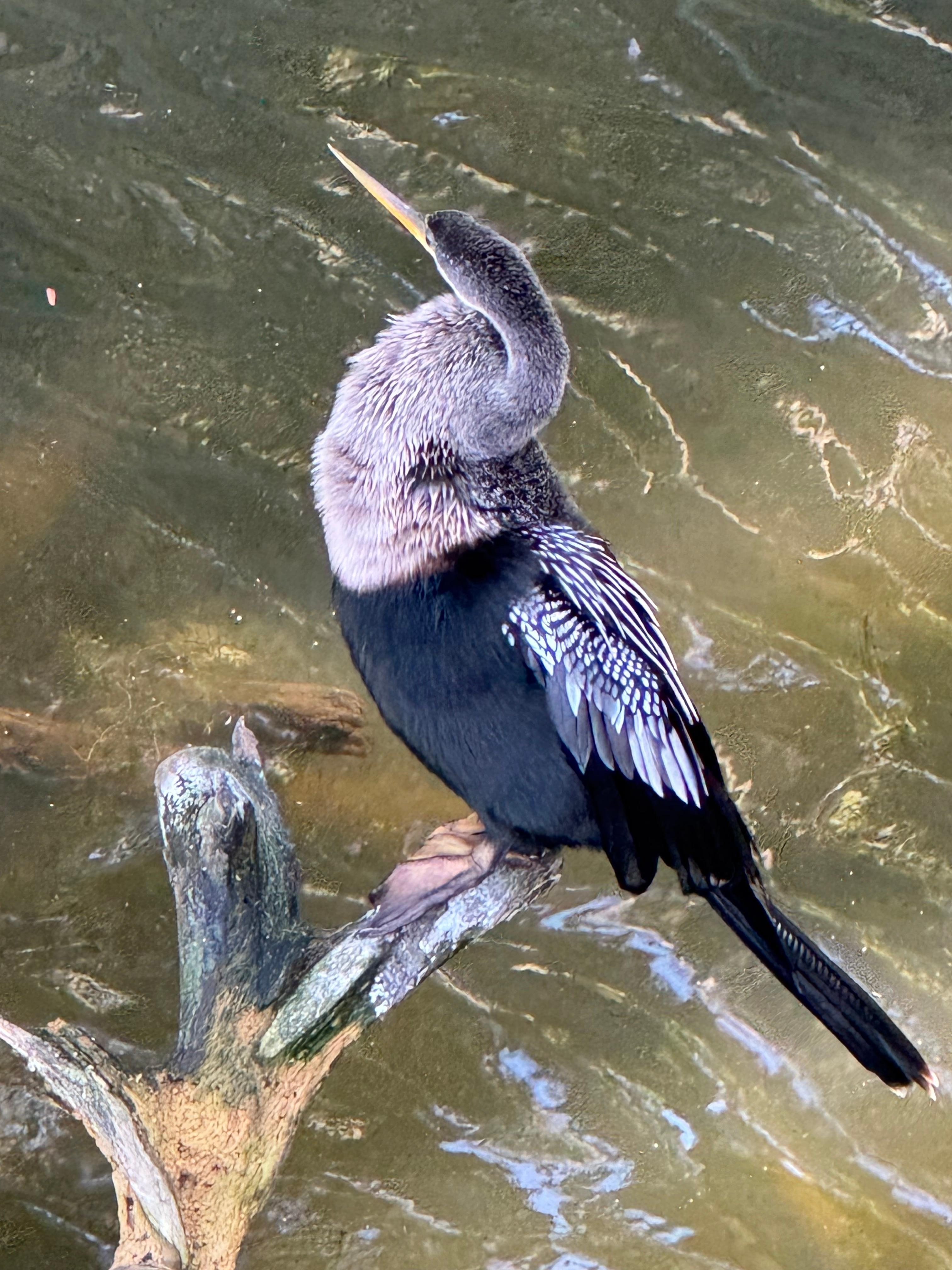 Anhinga by boardwalk