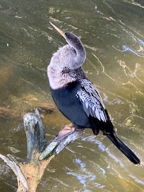 Anhinga by boardwalk