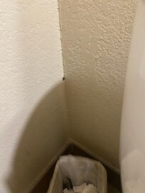 Disgusting Roach on the wall