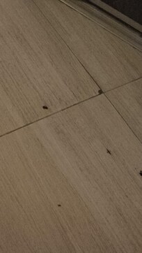 Dead cockroaches in the walkways right outside of the rooms