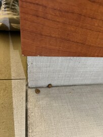 Some of the dog food we found