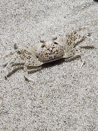 Ghost crab hunting