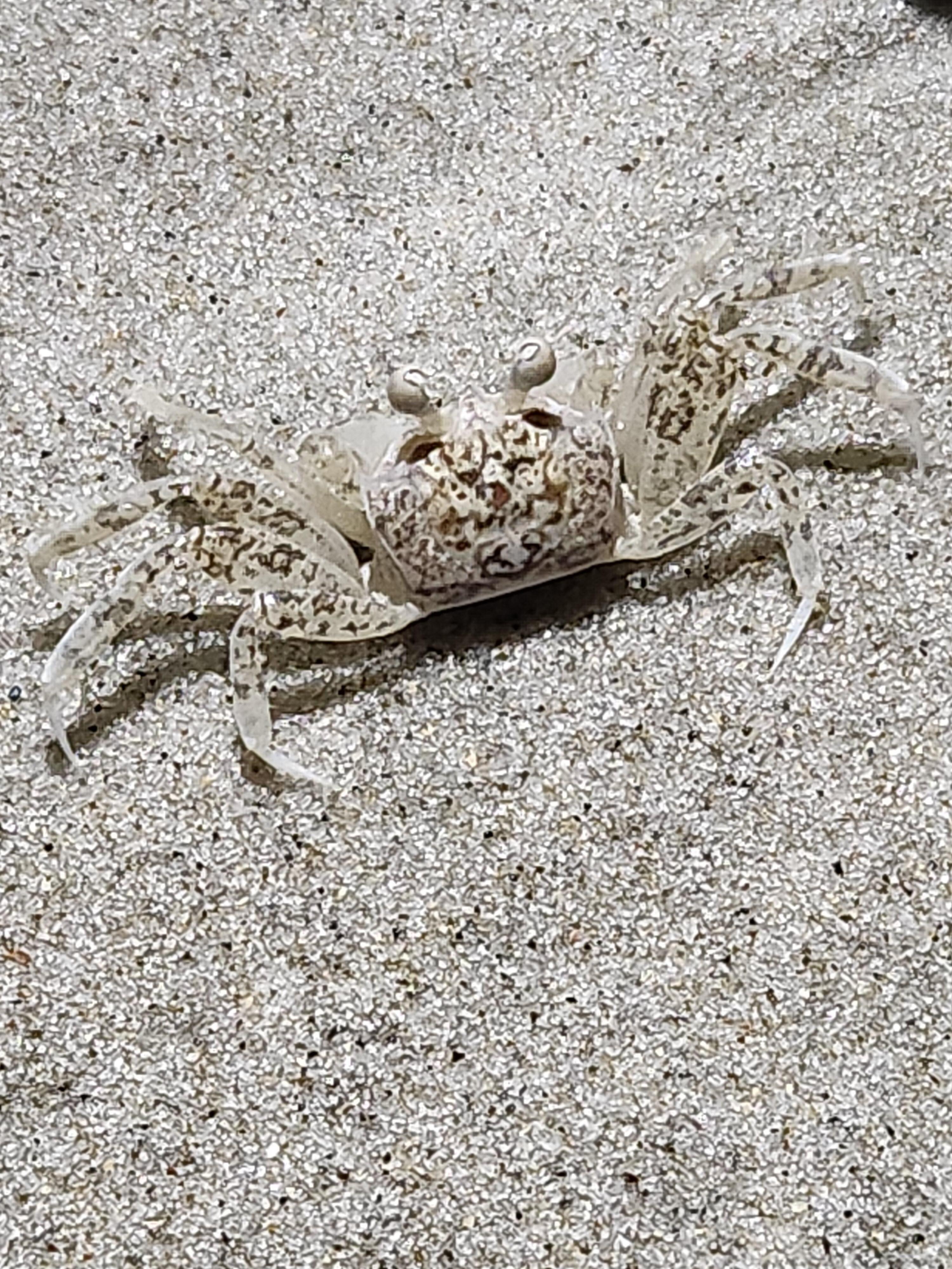 Ghost crab hunting