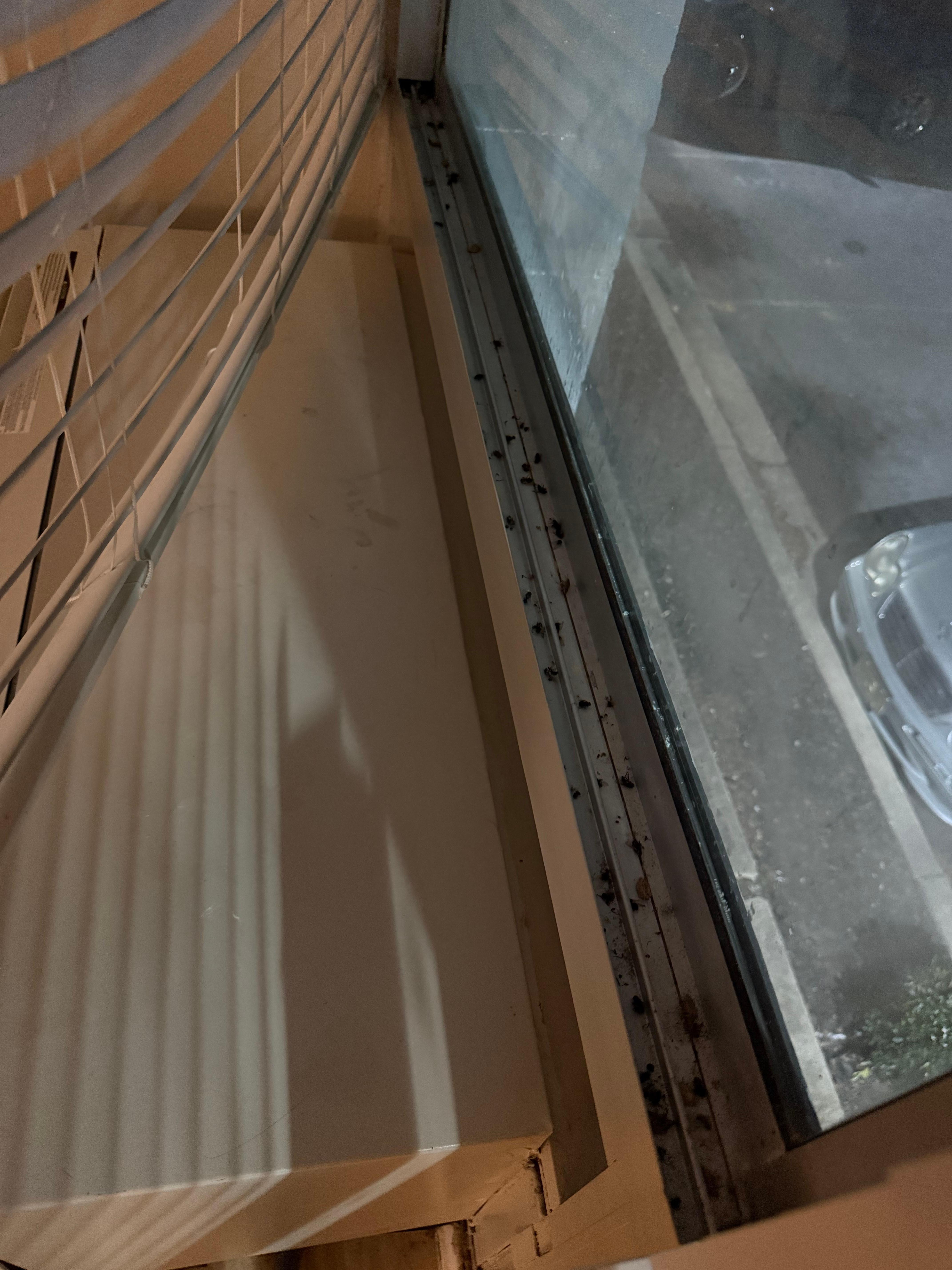 Stink bugs dead in window 