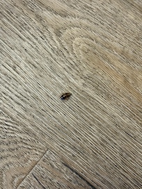 Dead and live cockroaches all over the kitchen. In drawers.