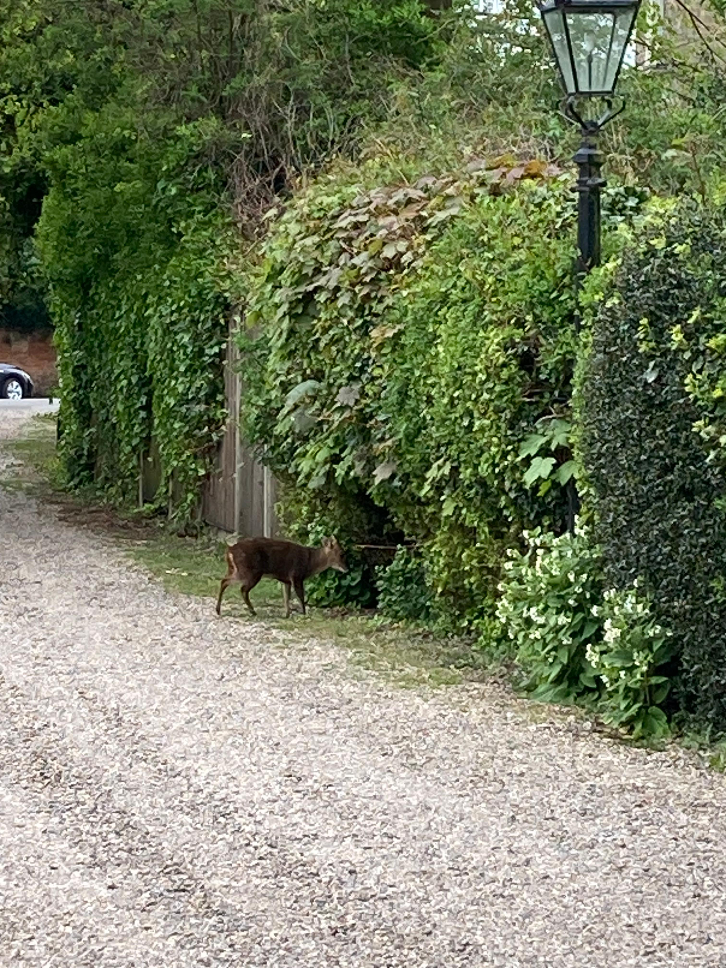 Driveway with local deer visiting. 