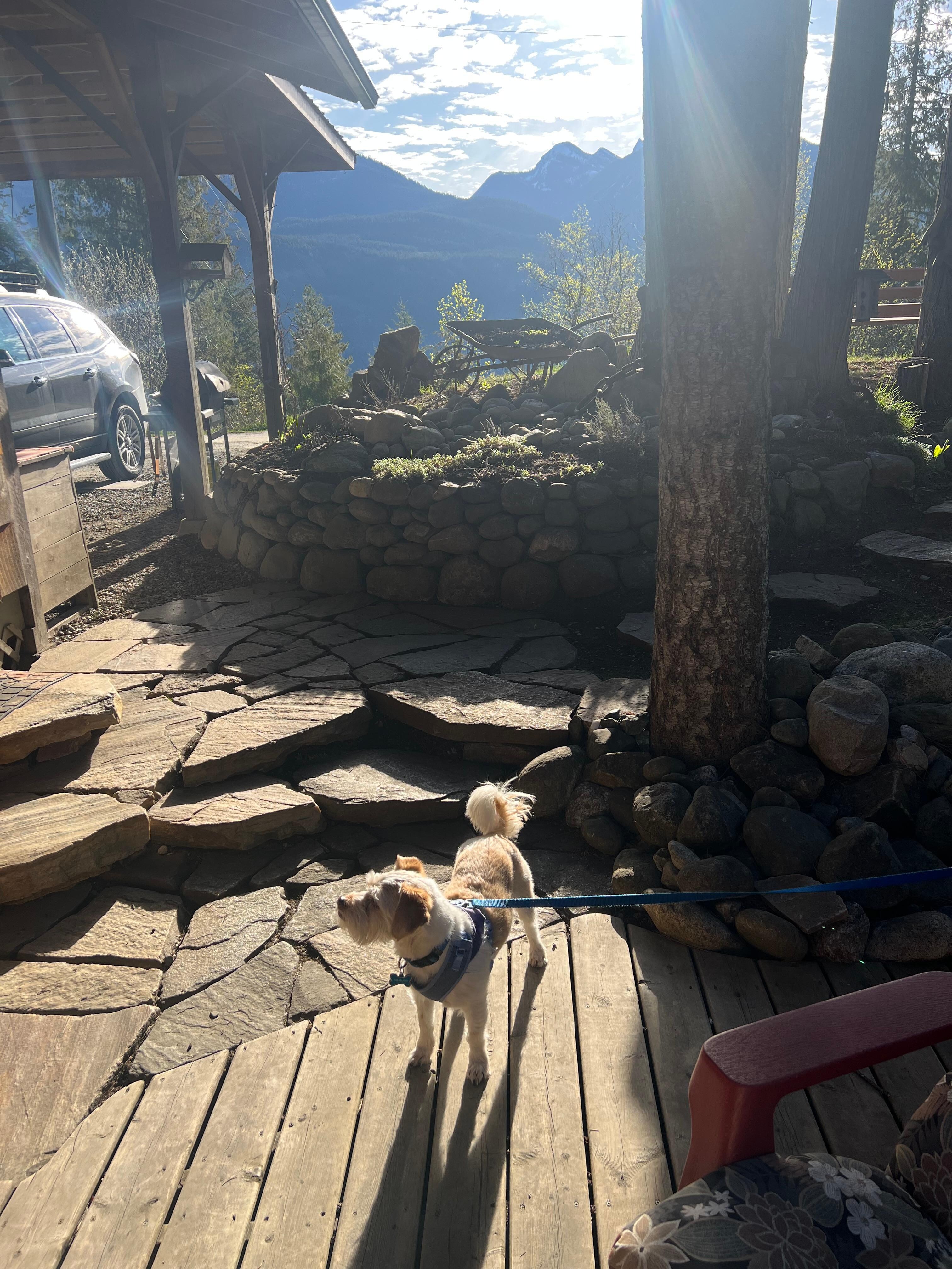 Our pup enjoyed the walk around 