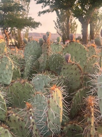 Cactus outside our tiny home