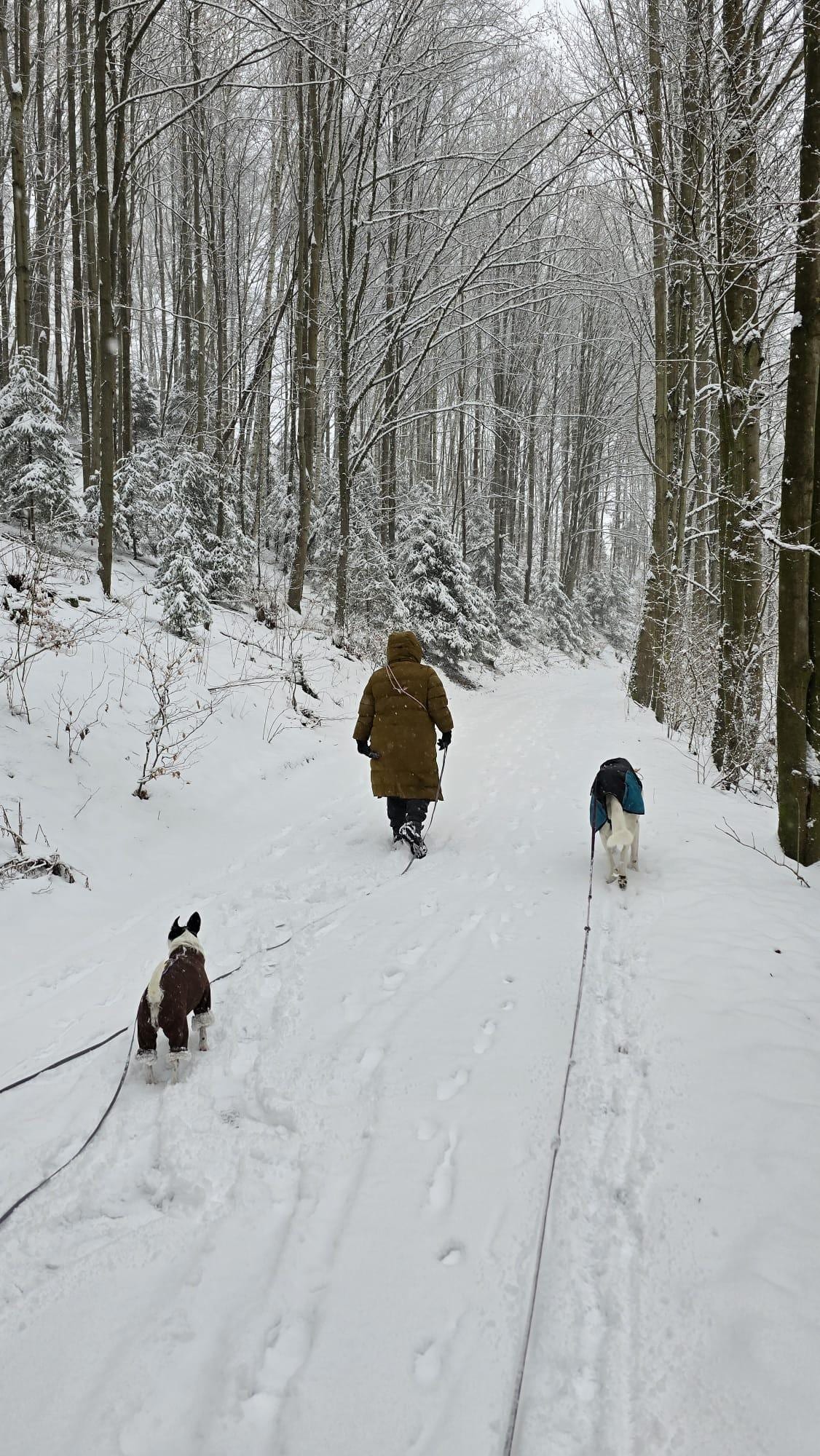 Ruhige Gassi-Runde mit unseren Hunden an Silvester im Wald.