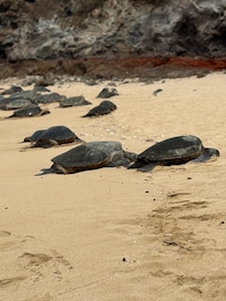 Turtles at Ho’okipa Beach