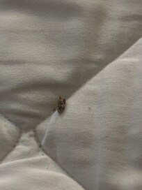 Found on bed proctor when stripping bed