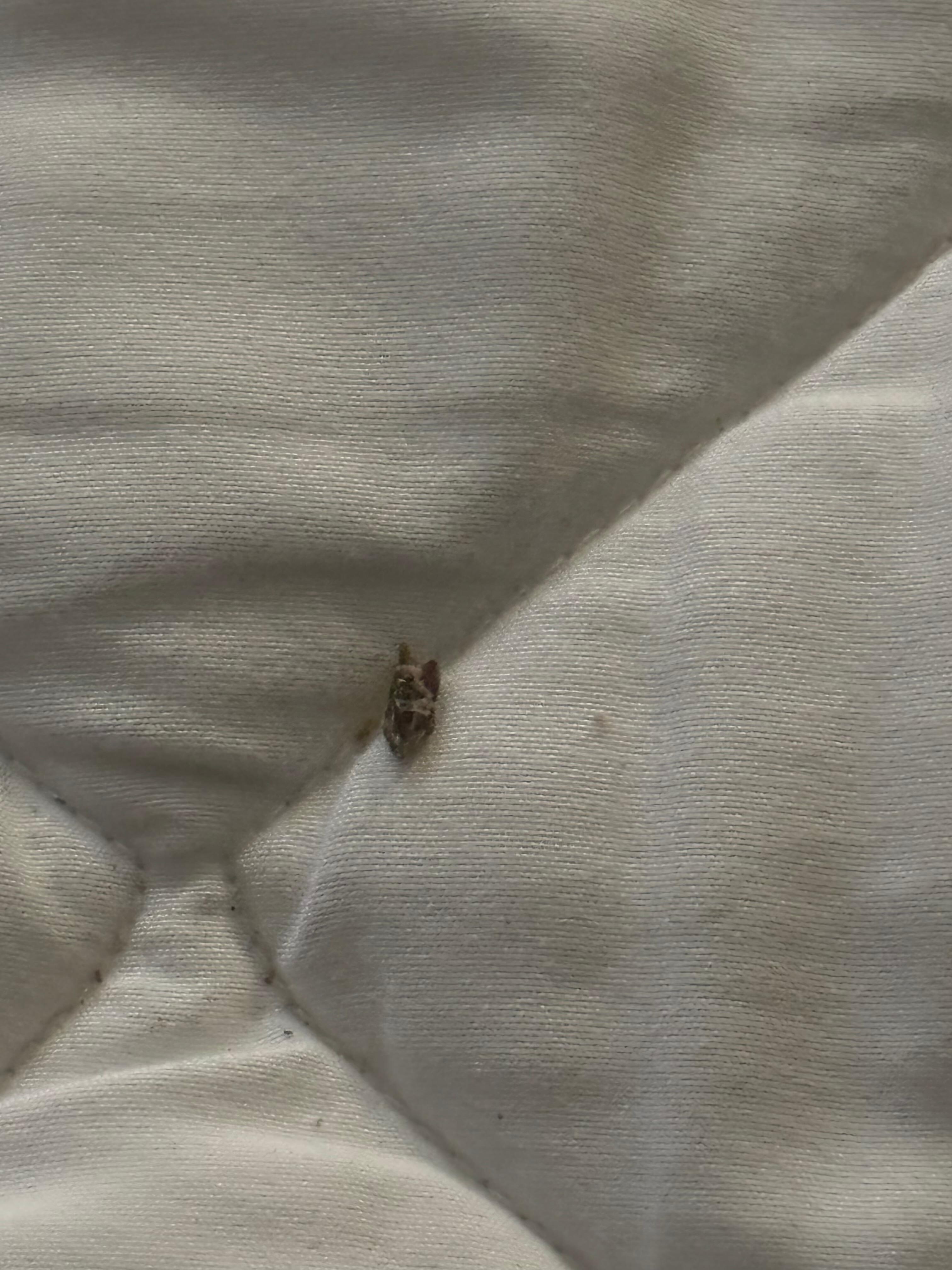 Found on bed proctor when stripping bed