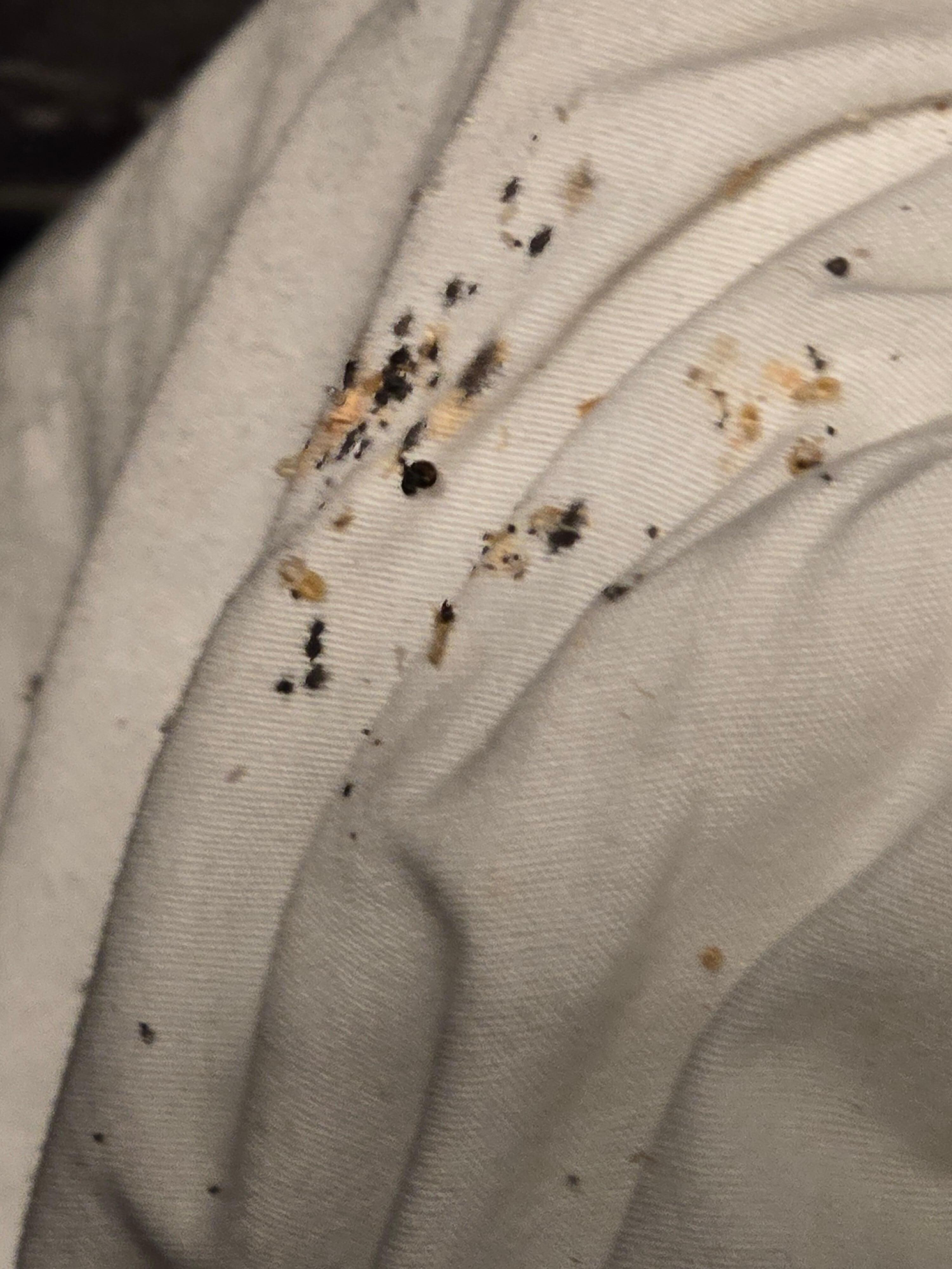 Bed bugs?