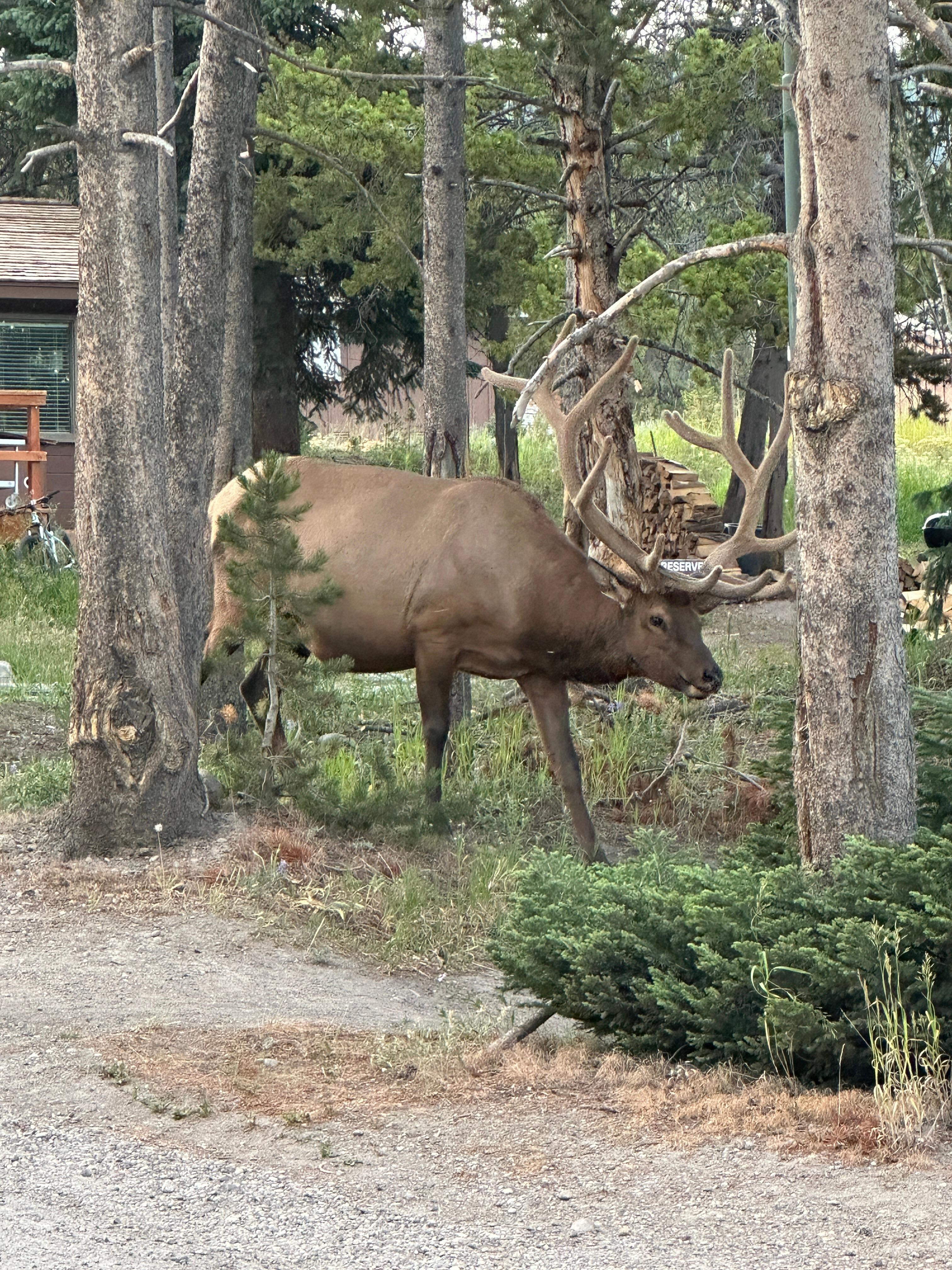 An Elk walk right up next to us as we walked around.