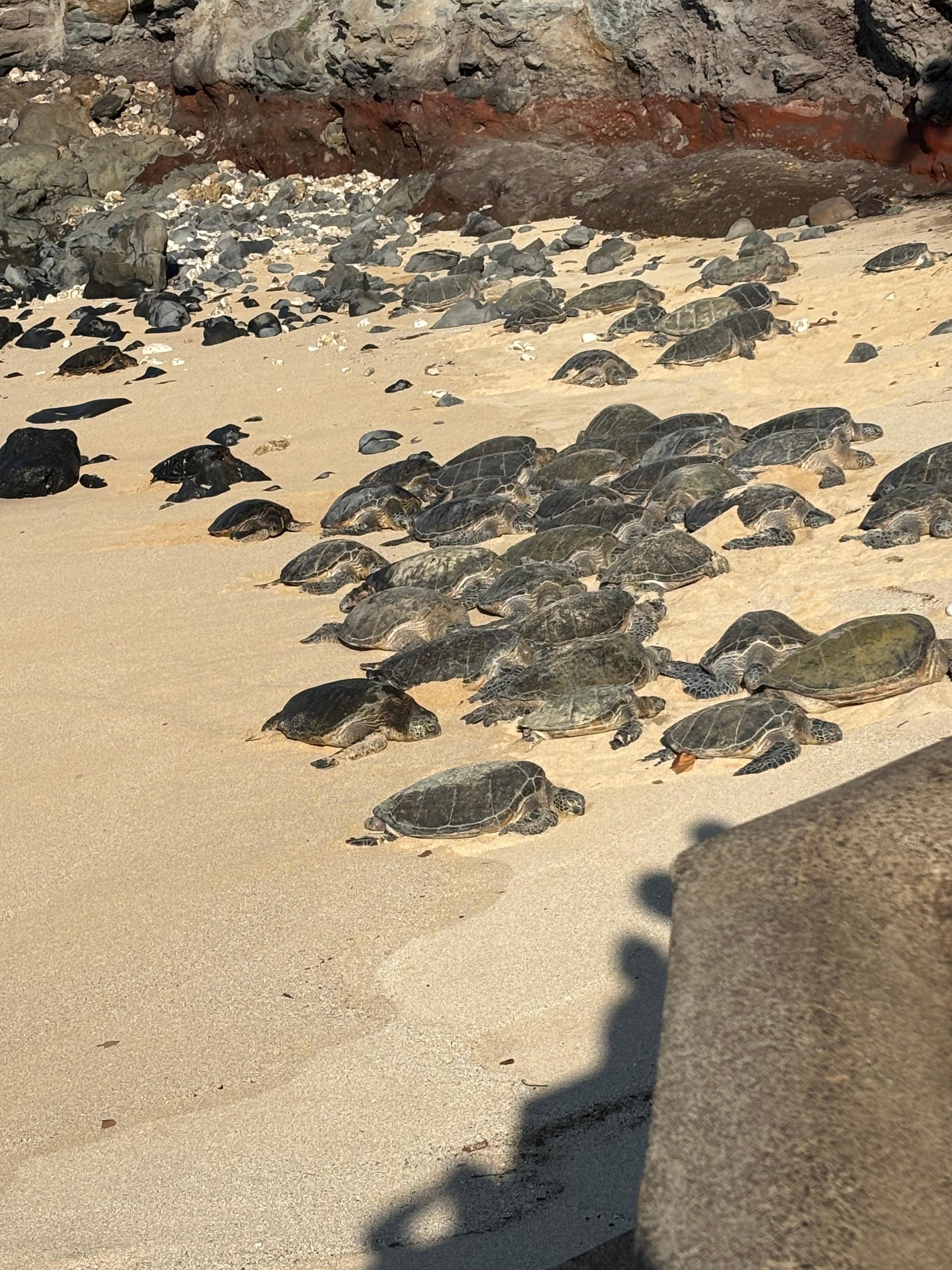 Turtles.  Easy access to all activities.  Beach, snorkeling, and restaurants.  