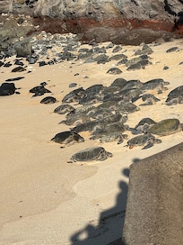 Turtles. Easy access to all activities. Beach, snorkeling, and restaurants.