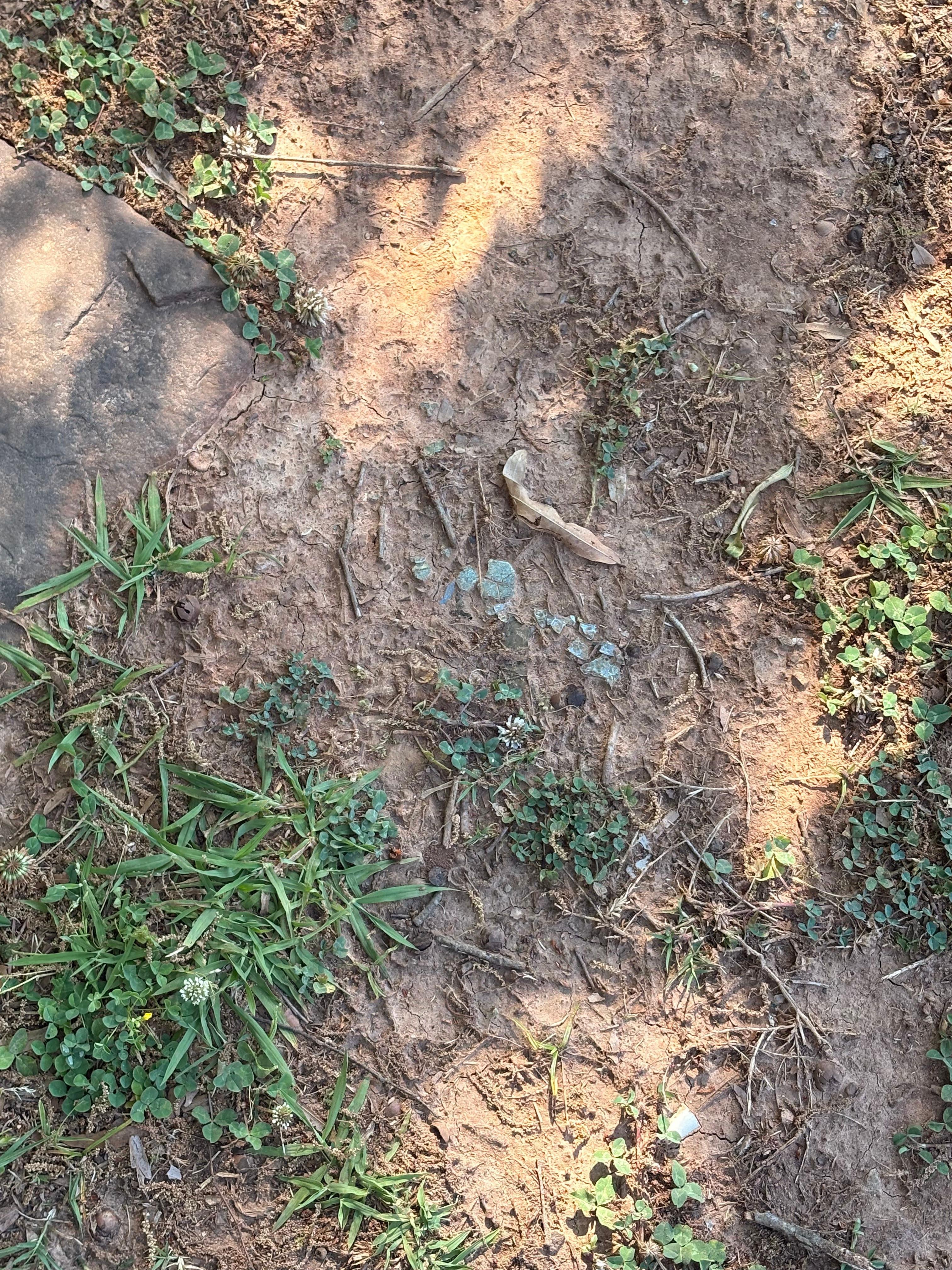 Had to clear a path for dogs to be walked to neighboring field to go to the bathroom