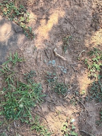 Had to clear a path for dogs to be walked to neighboring field to go to the bathroom