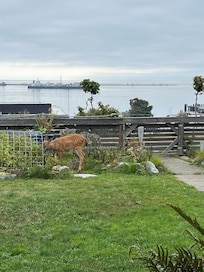 Deer in the back garden, unperturbed by our enjoying breakfast on the back deck