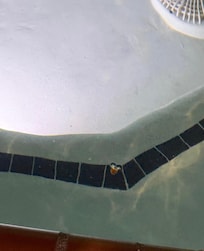 Dead bee from hot tube