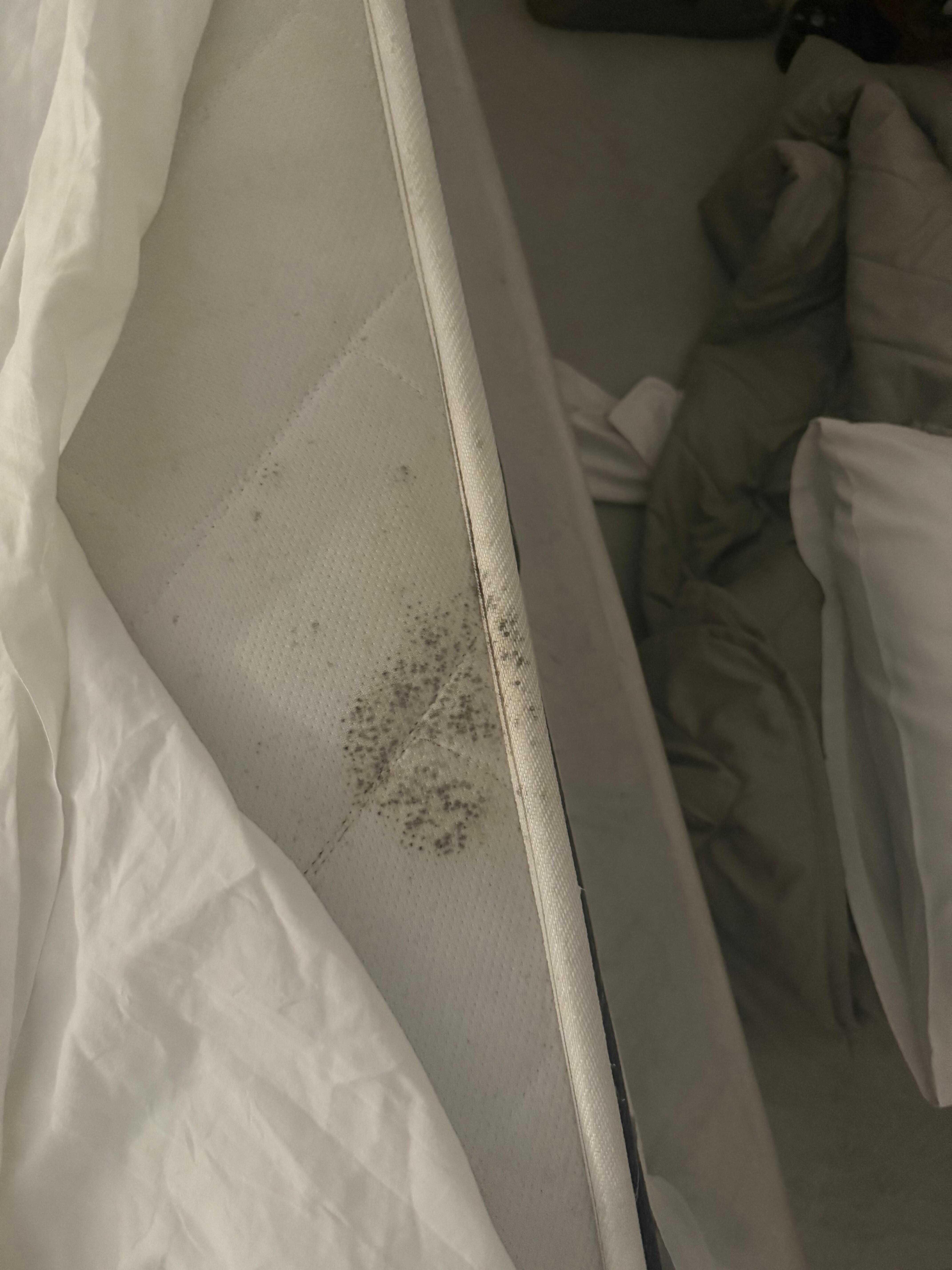  top of one matress  looks like growth of some kind.