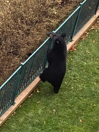 There is a bear nearby.