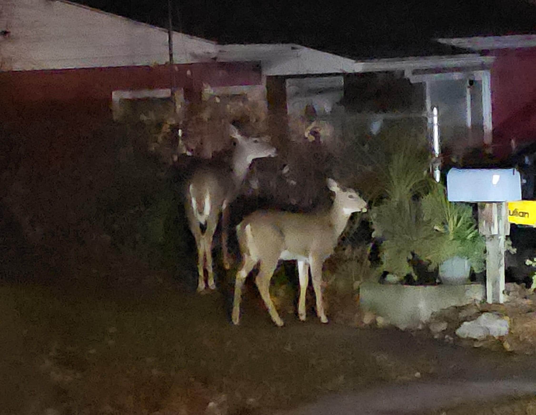 Deer out front!